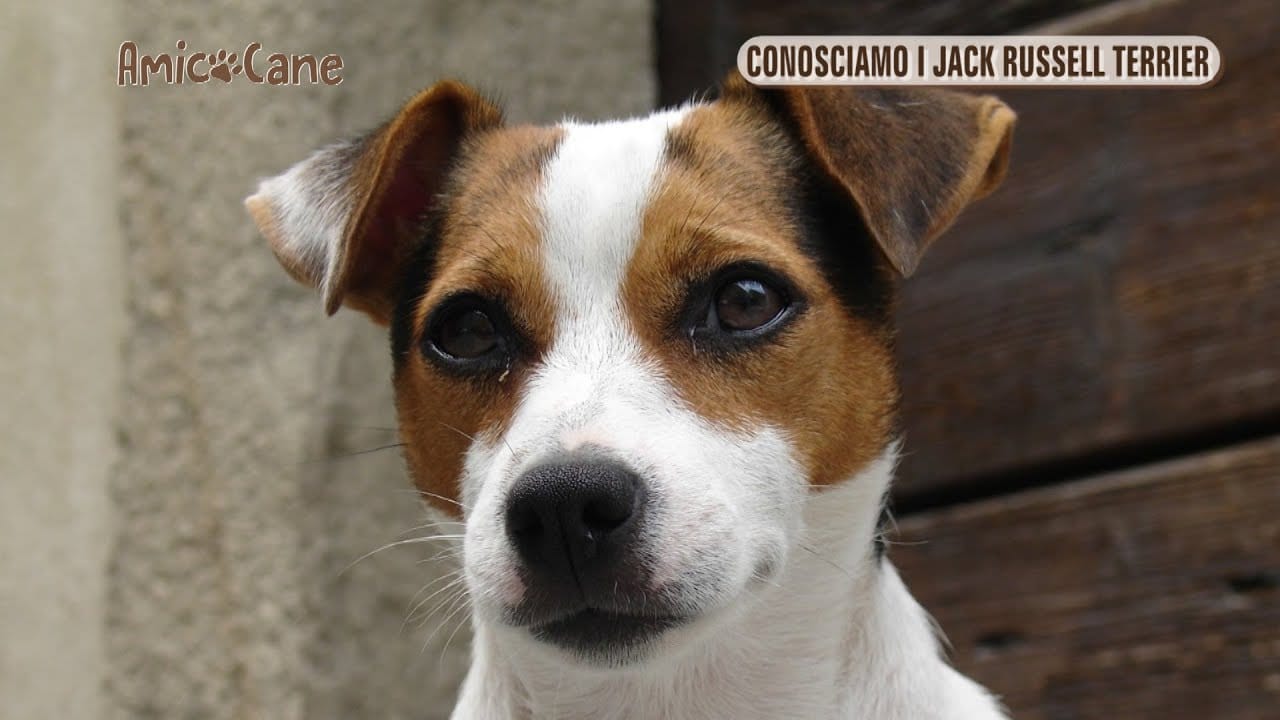 Conosciamo i Jack Russell Terrier - Amico cane - Rete55